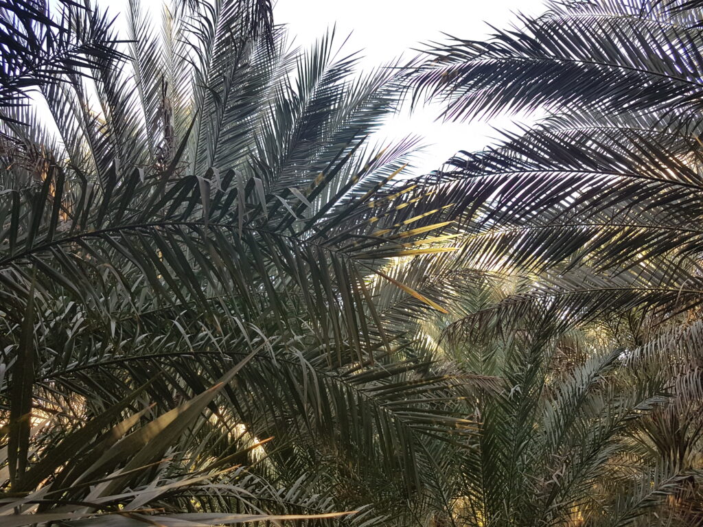 Al Ain
